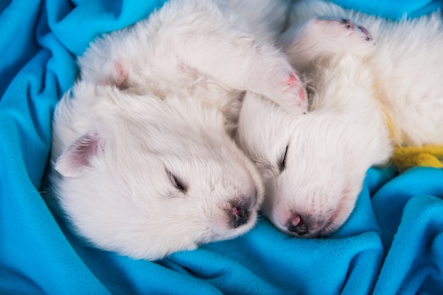 Deux chiots samoyèdes blancs dorment dans une couverture