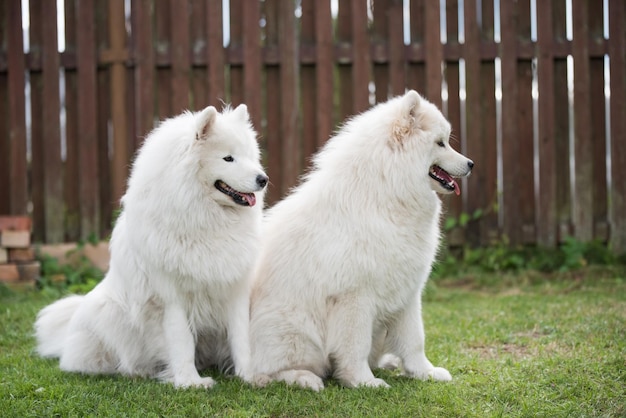 Deux chiots Samoyèdes sont assis et jouent sur un pré vert