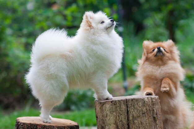 Deux chiots Spitz blancs et bruns jouant dans la rue