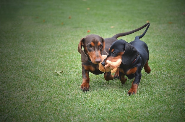 Deux chiots teckel jouent sur la pelouse