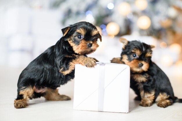 Deux chiots terrier jouent un cadeau du Nouvel An sur le fond d'un sapin de Noël