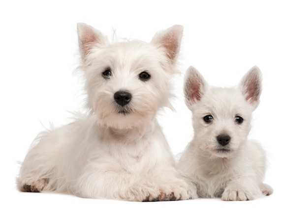 Deux chiots West Highland Terrier, âgés de 4 mois et 7 semaines,