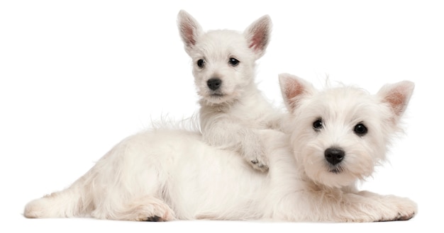 Deux chiots West Highland Terrier, âgés de 4 mois et 7 semaines,