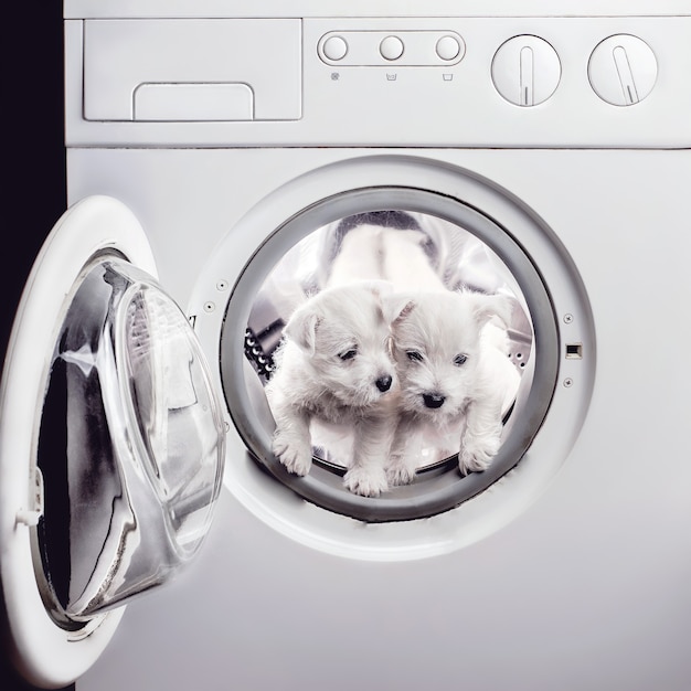 Deux chiots West Hound Terrier sont lavés avec de l'eau de javel dans la machine à laver