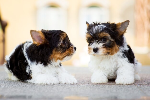 Deux chiots yorkshire terrier sur le sol