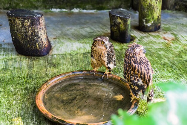 Photo deux chouettes poissons buffy ketupa ketupu également connu sous le nom de chouette poisson malais assis près de l'eau en malaisie