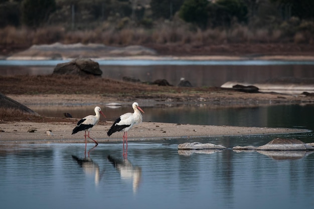 Deux cigognes au bord d'un marais