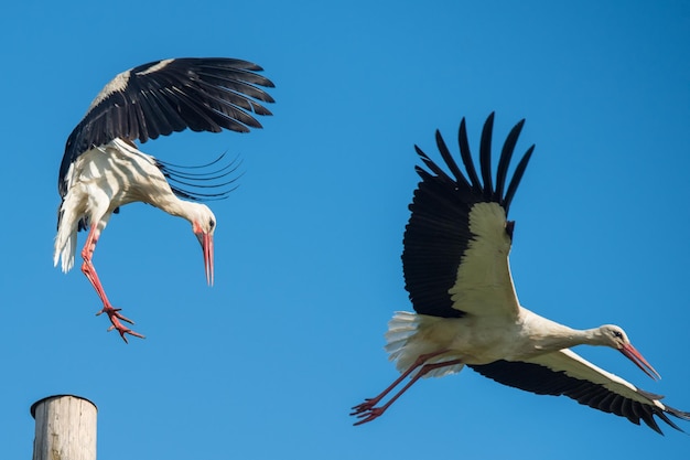 Deux cigognes blanches dans le nid contre le ciel bleu