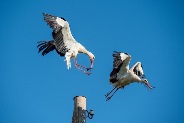 Deux cigognes blanches dans le nid contre le ciel bleu