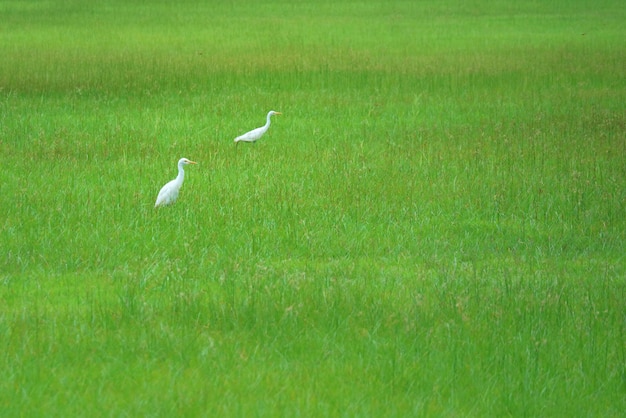 Deux cigognes blanches marchant sur un champ vert.