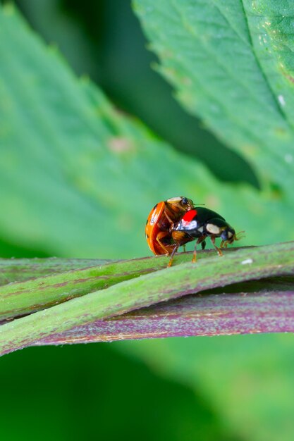 Deux coccinelles de coléoptères s&#39;accouplent dans l&#39;herbe verte. le concept de sexe, amour, relation