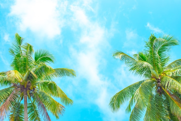 Deux cocotiers sur fond de ciel bleu avec des nuages