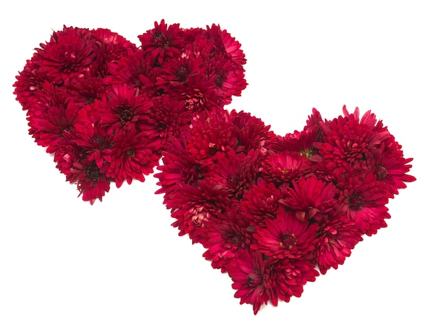 Deux coeurs rouges de fleurs de chrysanthème. La Saint-Valentin. Amour