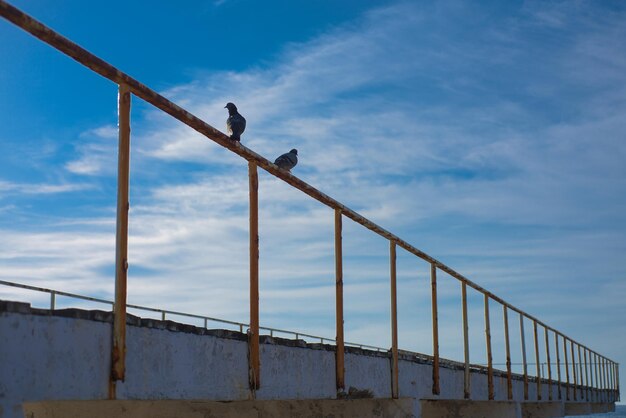 Deux colombes sur la plage contre le ciel