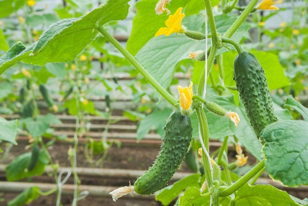 Deux concombres sur plante