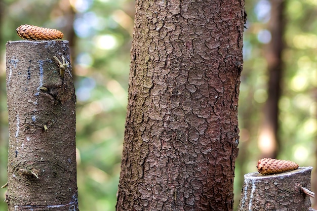 Deux, cônes pin, sur, souches, dans, forêt