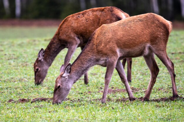 Deux copines cerfs broutent dans le pré