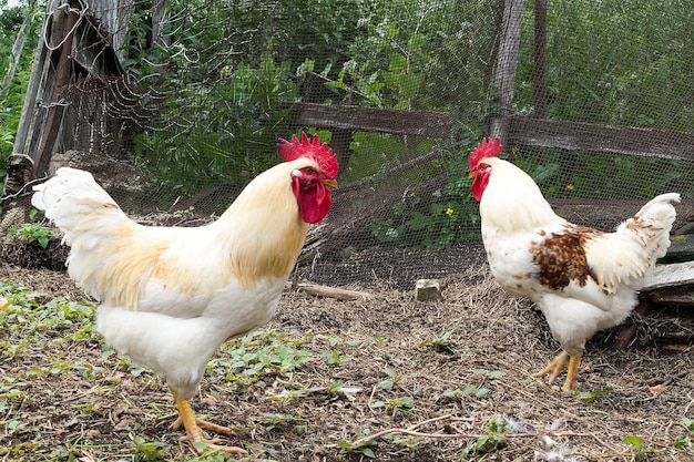 Deux coqs marchent près de la clôture brisée