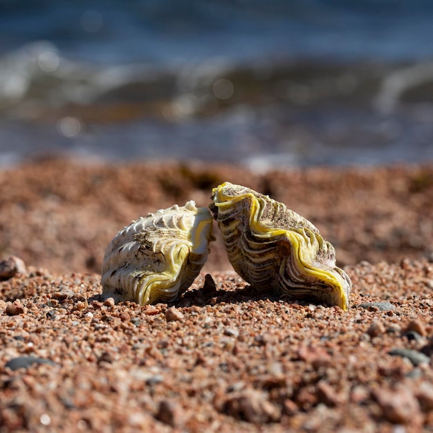 Deux coquilles d'huîtres sur le sable au bord de la mer un jour d'été concept un couple à la mer