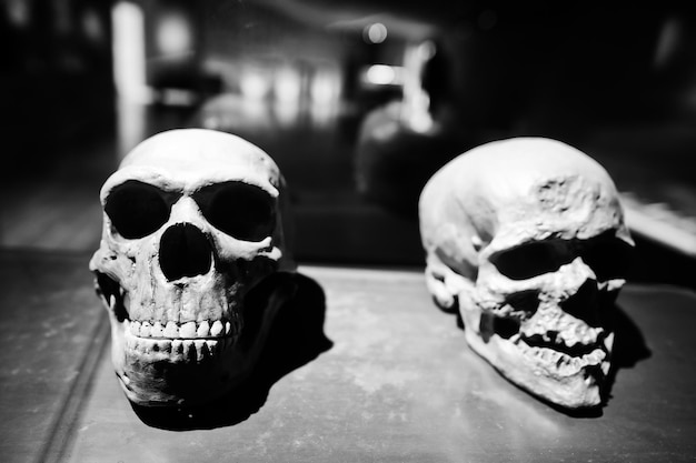 Deux crânes bruts montrant l'évolution de l'homme au musée