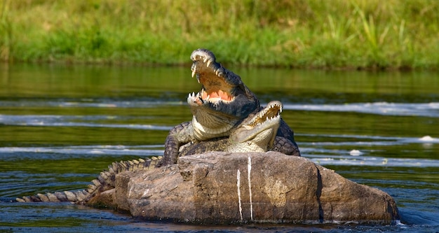 Photo deux crocodiles du nil sont couchés sur une pierre