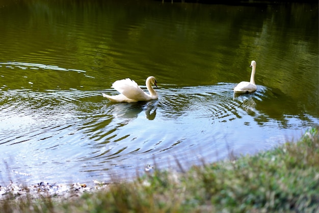 Deux cygnes blancs nagent dans le lac