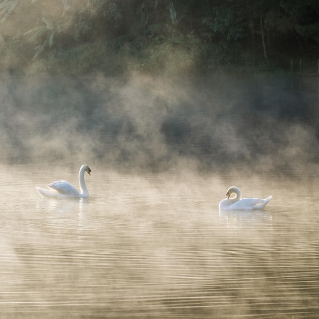 Deux cygnes blancs nettoyant le corps sur le réservoir de brouillard