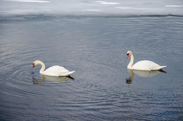 Deux cygnes sur la rivière près de la glace