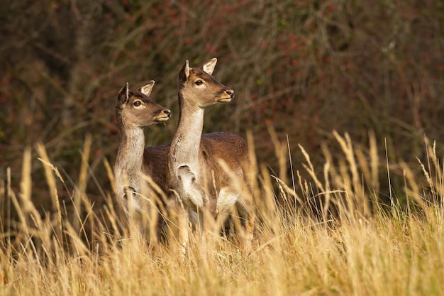 Deux daims observant sur les pâturages dans la nature d'automne