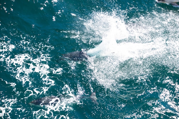 Deux dauphins nagent dans l'eau, dont l'un est blanc et l'autre est blanc.