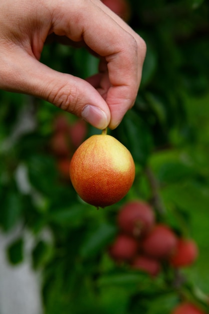 Deux doigts tiennent la poire par la queue, contre un arbre avec des poires