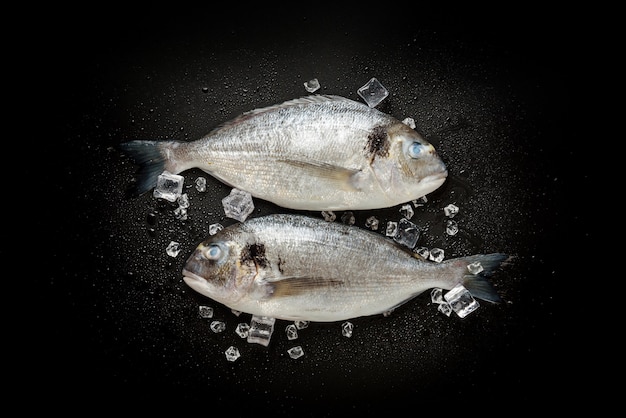 Deux dorades réfrigérées dans de la glace sur fond noir. Gros plan de Dorado et de glaçons.