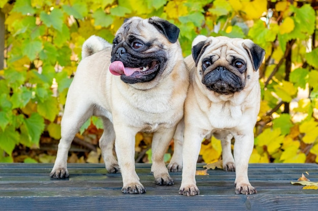 Photo deux drôles de chiens carlin dans le parc sur un banc à l'automne