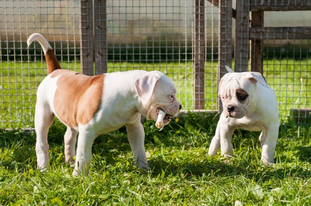 Deux drôles de chiots bouledogue américain jouent