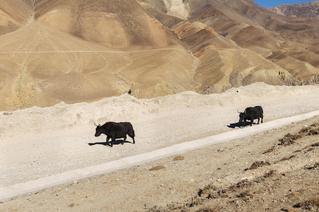 Deux dzo marchent le long de la route dans l'Himalaya