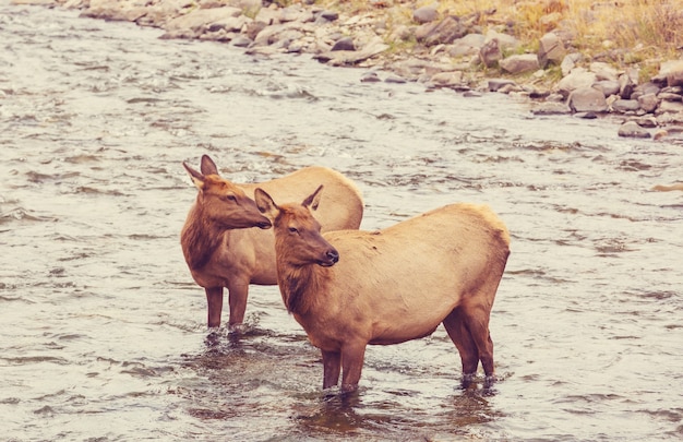 Photo deux élans se dresse dans l'eau dans la rivière bouillante dans le parc national de yellowstone