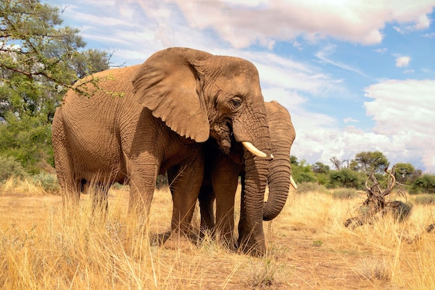 Deux éléphants de brousse africains dans les prairies du parc national d'Etosha