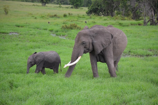 Photo deux éléphants dans un champ avec l'un d'eux a des défenses sur lui
