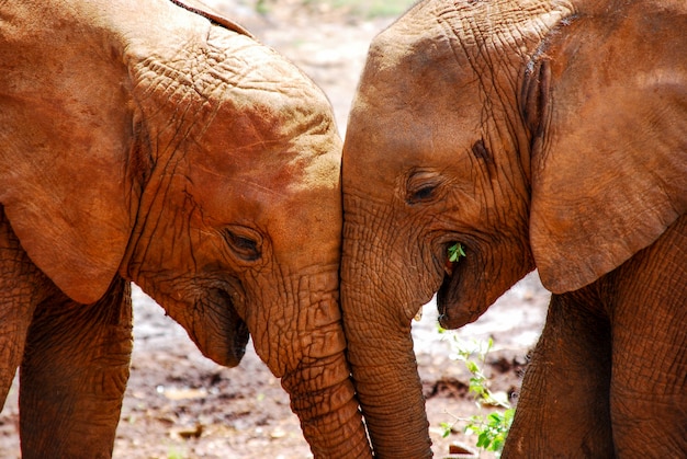 Deux éléphants ensemble