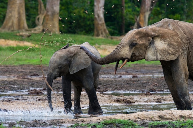 Deux éléphants de forêt boivent de l'eau d'une source d'eau