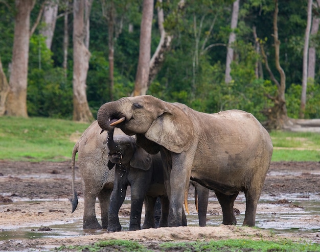 Deux éléphants de forêt boivent de l'eau d'une source d'eau