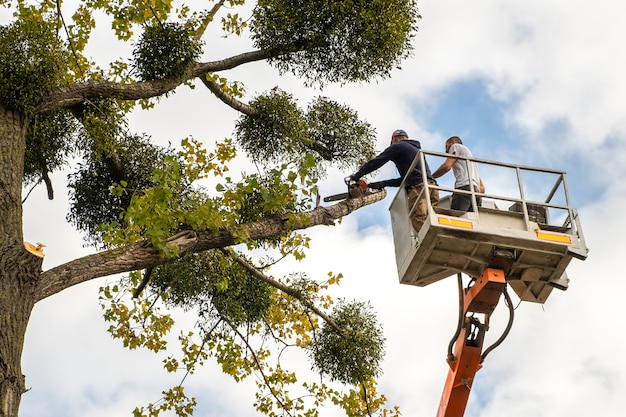 Deux employés de service masculins coupant de grosses branches d'arbres avec une tronçonneuse depuis la plate-forme du télésiège haute.