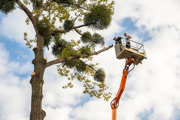 Deux employés de service masculins coupant de grosses branches d'arbres avec une tronçonneuse à partir de la plate-forme de télésiège haute.