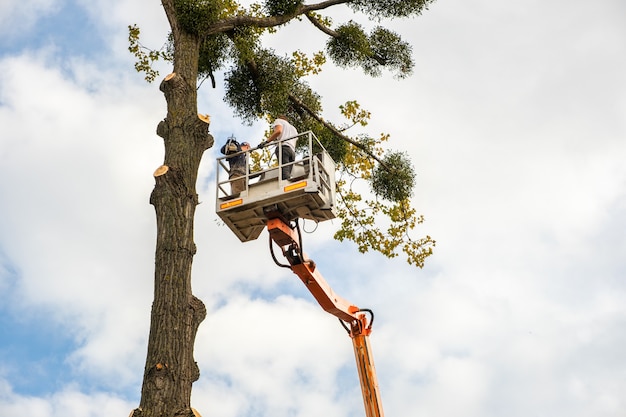 Deux employés de service masculins coupant de grosses branches d'arbres avec une tronçonneuse à partir de la plate-forme de télésiège haute.