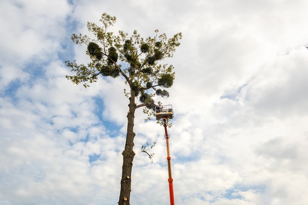 Deux employés de service masculins coupant de grosses branches d'arbres avec une tronçonneuse à partir de la plate-forme de télésiège haute.