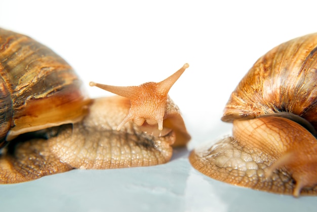 Deux escargots Achatina géant isolé