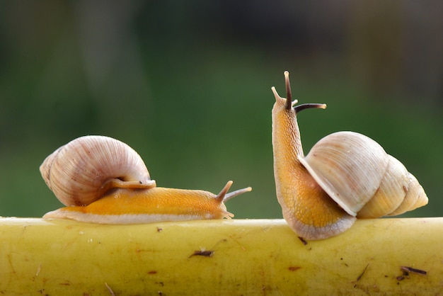 Deux escargots en action sur une branche