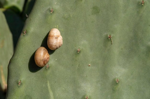 Deux escargots à l'intérieur de leurs coquilles sur la feuille de Barbarie d'un figuier de Barbarie