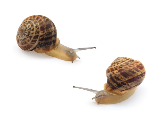 Deux escargots isolés