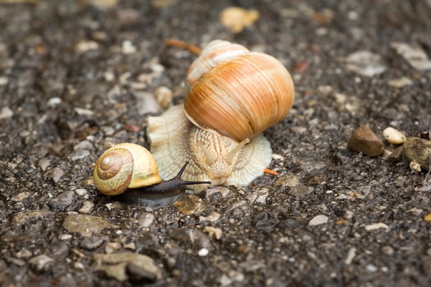 Deux escargots noirs et blancs